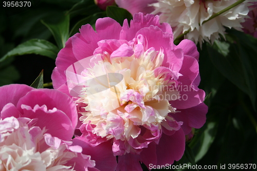 Image of Sarah Bernhardt peony