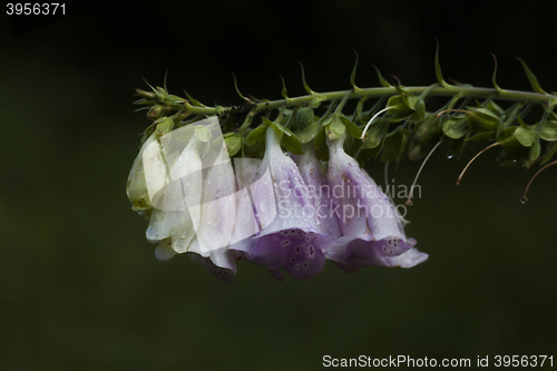 Image of digitalis