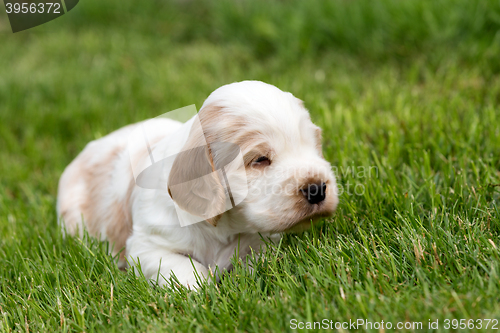 Image of small purebred English Cocker Spaniel puppy