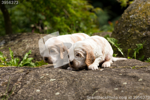 Image of two small purebred English Cocker Spaniel puppy