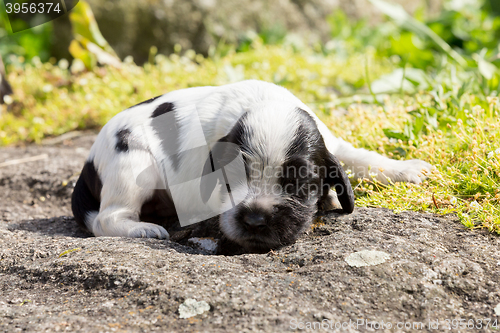 Image of purebred English Cocker Spaniel puppy