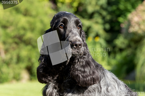Image of outdoor portrait of english cocker spaniel