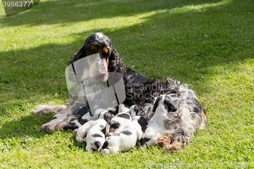 Image of purebred English Cocker Spaniel with puppy