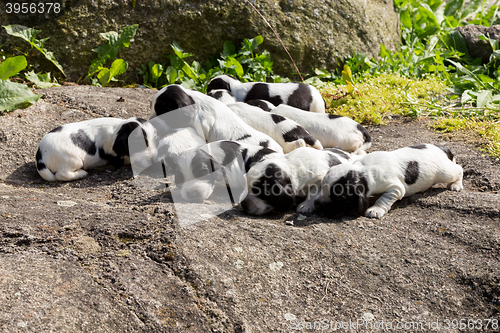 Image of purebred English Cocker Spaniel puppies