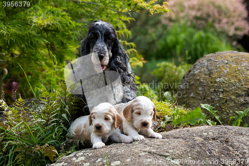 Image of purebred English Cocker Spaniel with puppy