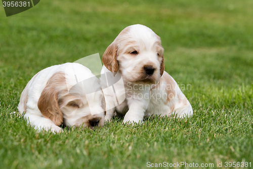 Image of two small purebred English Cocker Spaniel puppy