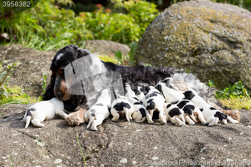 Image of purebred English Cocker Spaniel with puppy