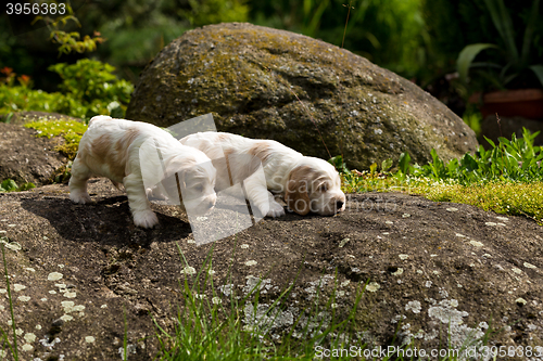 Image of two small purebred English Cocker Spaniel puppy