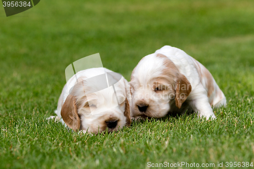 Image of two small purebred English Cocker Spaniel puppy