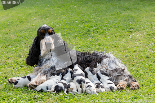 Image of purebred English Cocker Spaniel with puppy