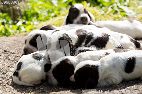 Image of purebred English Cocker Spaniel puppies