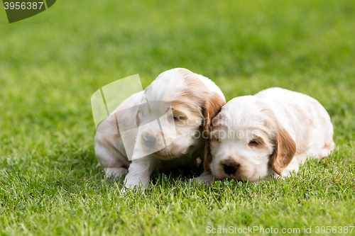 Image of two small purebred English Cocker Spaniel puppy