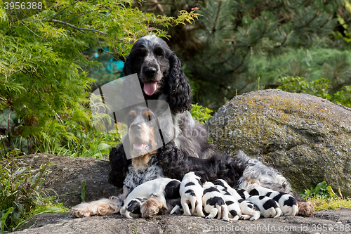 Image of purebred English Cocker Spaniel with puppy