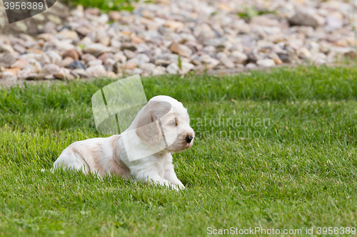 Image of small purebred English Cocker Spaniel puppy