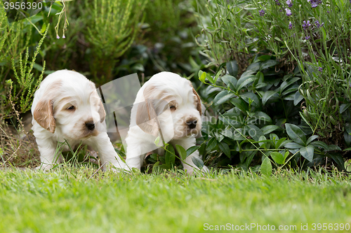 Image of two small purebred English Cocker Spaniel puppy