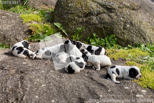 Image of purebred English Cocker Spaniel puppies