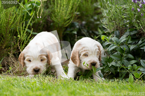 Image of two small purebred English Cocker Spaniel puppy