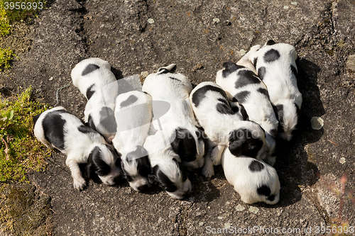 Image of purebred English Cocker Spaniel puppies