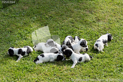 Image of purebred English Cocker Spaniel puppies