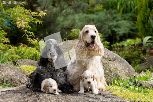 Image of purebred English Cocker Spaniel with puppy