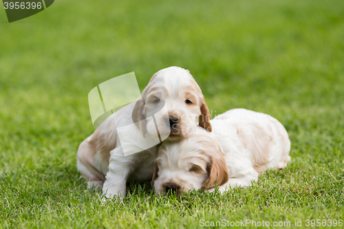 Image of two small purebred English Cocker Spaniel puppy