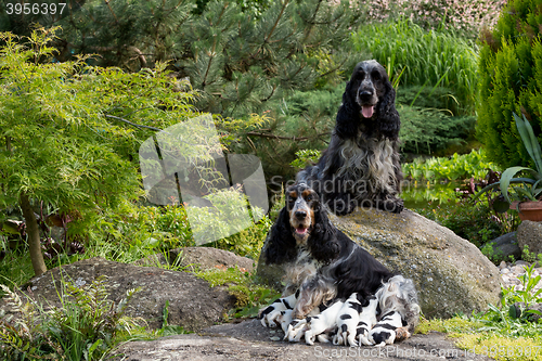 Image of purebred English Cocker Spaniel with puppy