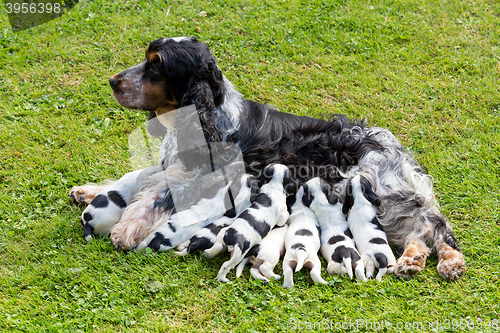 Image of purebred English Cocker Spaniel with puppy