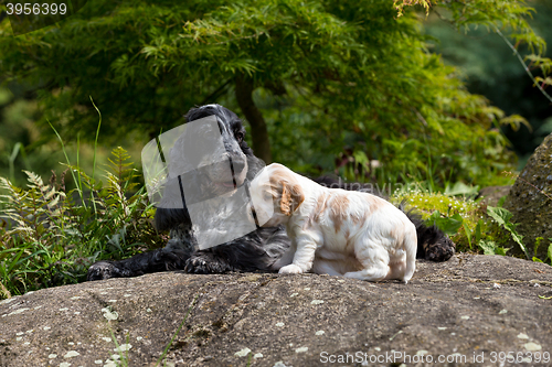 Image of purebred English Cocker Spaniel with puppy