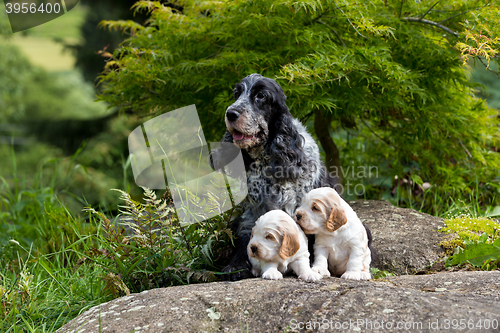 Image of purebred English Cocker Spaniel with puppy