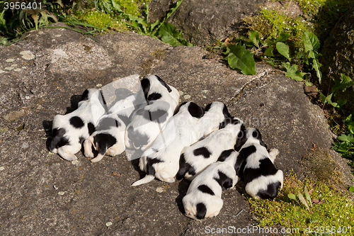 Image of purebred English Cocker Spaniel puppies