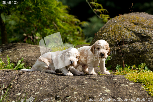 Image of two small purebred English Cocker Spaniel puppy