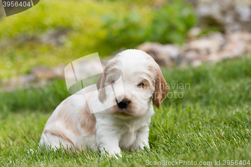 Image of small purebred English Cocker Spaniel puppy