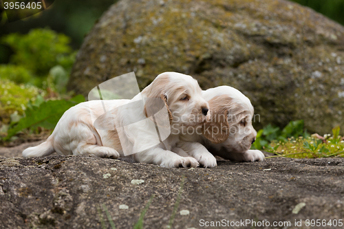 Image of two small purebred English Cocker Spaniel puppy