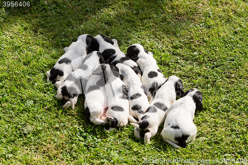 Image of purebred English Cocker Spaniel puppies