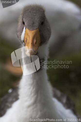 Image of duck