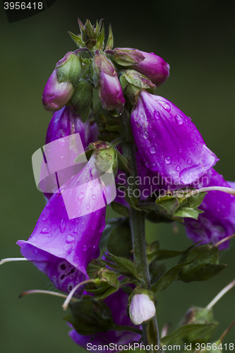 Image of digitalis