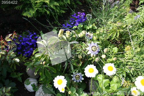 Image of Flowerbed