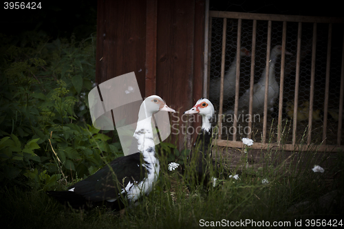 Image of ducks