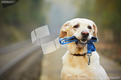 Image of Dog on the railway platform