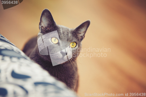 Image of Russian blue cat