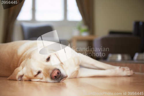 Image of Dog at home