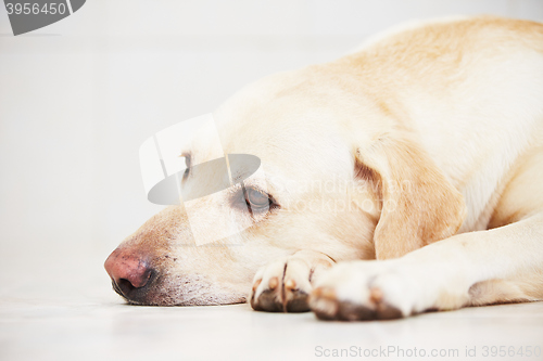 Image of Sad dog