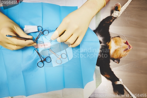 Image of Cat in veterinary hospital