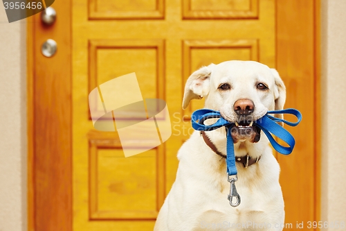 Image of Dog with leash