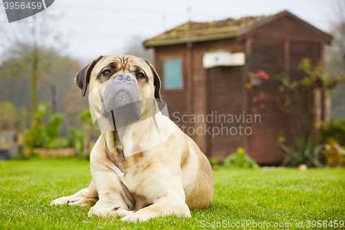 Image of Dog in the garden