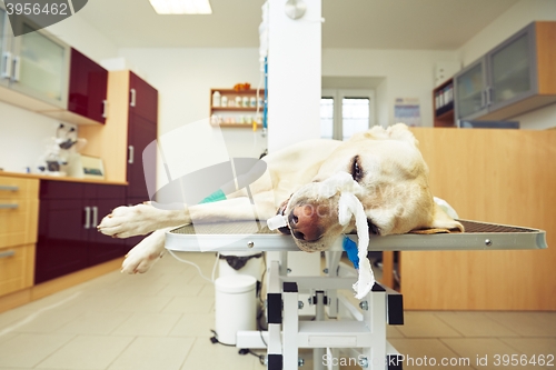 Image of Sick dog in the veterinary clinic