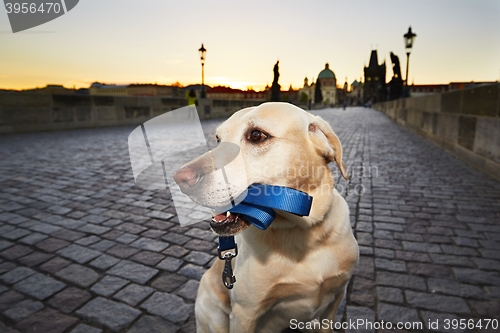 Image of Dog at the sunrise