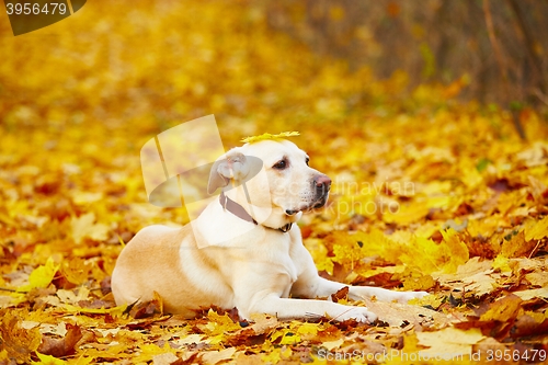 Image of Dog in autumn