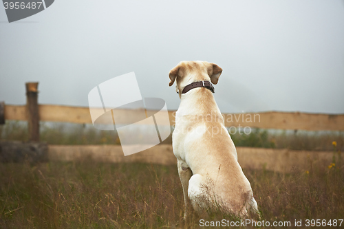 Image of Dog is waiting