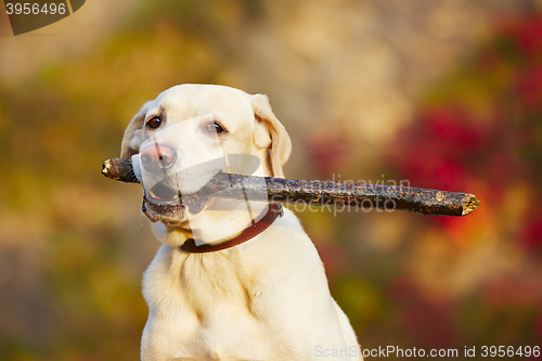 Image of Dog with stick